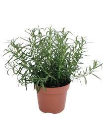 Rosmarinus Off White 1Gallon Plant Rosemary White Plant Salvia Rosmarinus Ht7