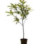 Quercus Shumardii 5Gallon Pot Shumard Oak Live Plant Outdoor Grfr7A