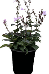 Penstemon Midnight 1Gallon Beardtongue Penstemon Live Plant Outdoor Mrgr7