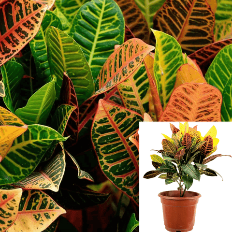 Croton Codiaeum Variegatum Foliage 4Inches Pot Evergreen Variegated Red Yellow Ht7