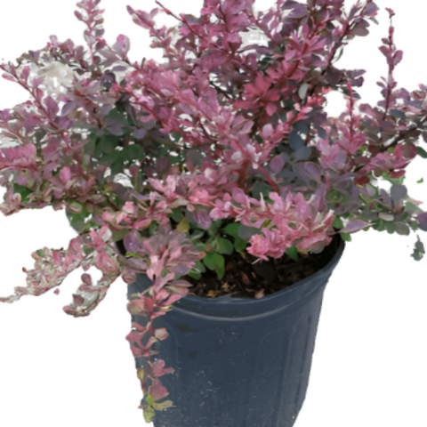 Berberis Sunjoy Mini Maroon 5Gallon Red Purple Plant Sunjoy Mini Maroon Barberry Live Plant Outdoor Gr7