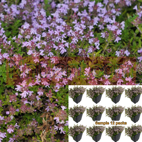 Thyme Mauve Plant Thymus Serpyllum Mauve Creeping Pink And Purple Plant 12Packs Of 2Inches Pot Twelvepacks Wild Thyme