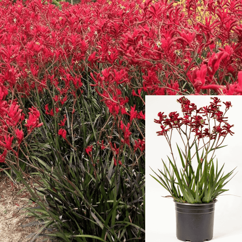 Anigozanthos Big Red Plant Kangaroo Paw Red flower  Live Plant Mr7 5Gallon