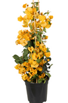 Bougainvillea California Gold 5Gallon Golden Yellow Bougainvillea Live Plant Outdoor Gr7H