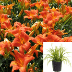 Hemerocallis Hybrid Orange Evergreen 5Gallon Day Lilies Tawny Daylily Plant Fr7