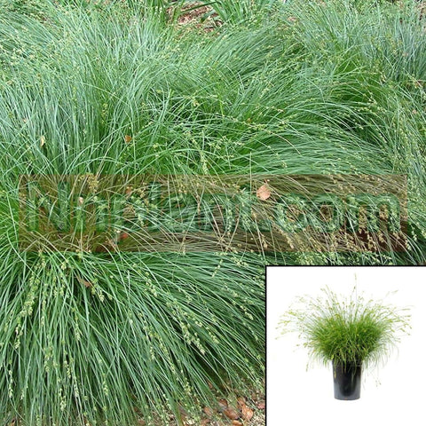 Carex Tumulicola Divulsa 5Gallon Berkeley Sedge Grass Fr7 Foothill Sedge Berkeley Sedge Mature Rush Or Sedge Live Plant