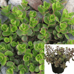 Sedum Dragon Blood Plant 4Inches Pot Stonecrop Plant Indoor Live Plant Ht7 Best