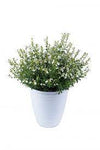 Salvia Vibe Ignition White 1 Gallon Plant Sage Jamensis Outdoor Shrub Live Plant P
