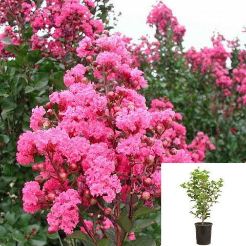 Lagerst Pink Velour Mlt 5Gallon Plant Pink Velour Crape Myrtle Plant Crape Myrtle Tree Live Plant Gr7