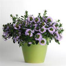 Scaevola Mauve Clusters 1Gallon Plant Fairy Fan Flower Blue Plant Plant Outdoor Ground Cover Live Plant Gr7