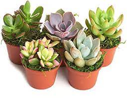 Succulents Assorted 3 Plant In 1Gallon Plant Succulent Assorted Tba Plant Indoor Cactus Live Plant Gr7