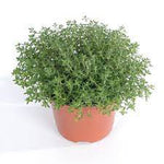 Thymus M Pink 1Gallon Plant Breckland Thyme Pink Plant Creeping Thym Pink Ht7