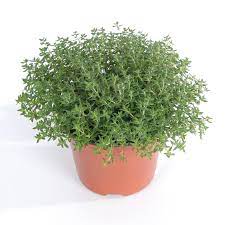 Thymus M Pink 1Gallon Plant Breckland Thyme Pink Plant Creeping Thym Pink Ht7 Best