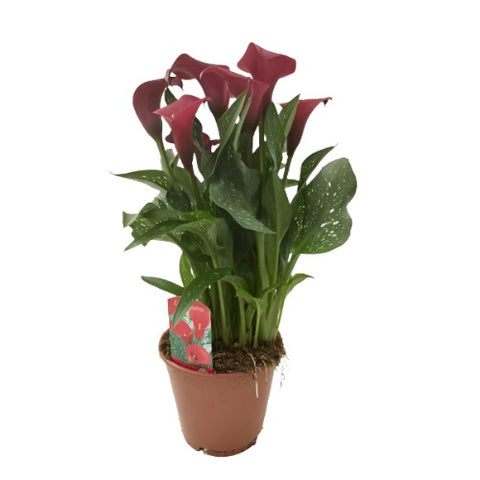 Zantedeschia Royal Arum Lilies Deep Red Plant Calla Lilies 1 Gallon  Live Plant Gr7A ht7