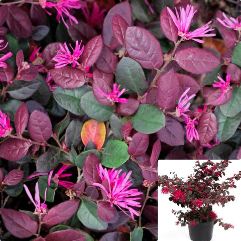 Loropetalum Purple Majesty 5Gallon Purple Majesty Chinese Fringe Flower Fringe Flower Ho7 Live Plant
