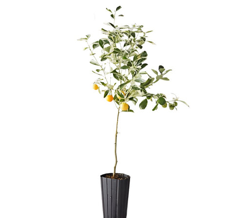 Fruit Apricot Gold Kist 7Gallon Prunus Armeniaca Gold Kist Peach Tree Plant Outdoor Fruit Tree Live Plant Fr7