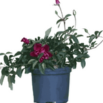 Rosa Iceberg Burgundy 5Gallon Iceberg Rose Burgundy Rose Plant Floribunda Rose Purple Outdoor Live Rose Plant Fr7