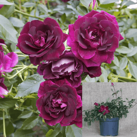 Rosa Iceberg Burgundy 5Gallon Iceberg Rose Burgundy Rose Plant Floribunda Rose Purple Outdoor Live Rose Plant Fr7