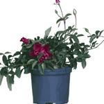 Rosa Iceberg Burgundy 1Gallon Iceberg Rose Burgundy Rose Plant Floribunda Rose Purple Outdoor Live Rose Plant Fr7