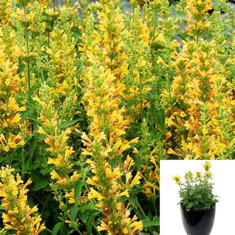 Agastache Poquito Butter Yellow 1Gallon Plant Hummingbird Mint Plant Dwarf Hummingbird Mint Plant Giant Hyssop Flower Live Plant Ho7