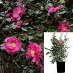 Camellia Sasanqua Kanjiro Plant Pink Camellia Japonica Japanese Camellia Plant Camellia Sasanqua Kanjiro 5Gallon Live Pl