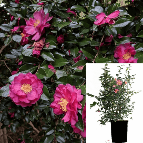 Camellia Sasanqua Kanjiro Plant Pink Camellia Japonica Japanese Camellia Plant Camellia Sasanqua Kanjiro 5Gallon Live Pl