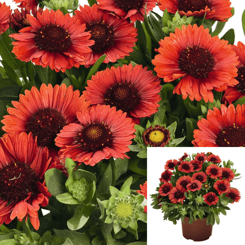 Gaillardia Aristata Spintop Red Plant Orange Starburst 1 Gallon Blanket Flower Live Plant Outdoor Ho7