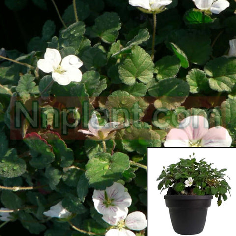 Erodium Cham Album Cranesbill White Flower Ground Covering  Alpin Geranium Erodium Reichardii Live Plant 1Gallon Best Ht7