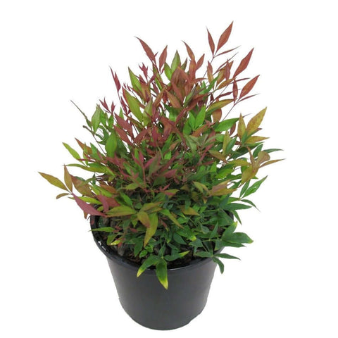 Nandina Domestica Plant Dwarf Spreading Heavenly Bamboo Plant Privacy 1Gallon Live Plant