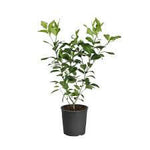 Lemon Semi Dwarf Eureka 3Gallon Plant Dwarf Eureka Lemon Palnt Citrus Limon Eureka Plant Outdoor Fruit Tree Live Plant