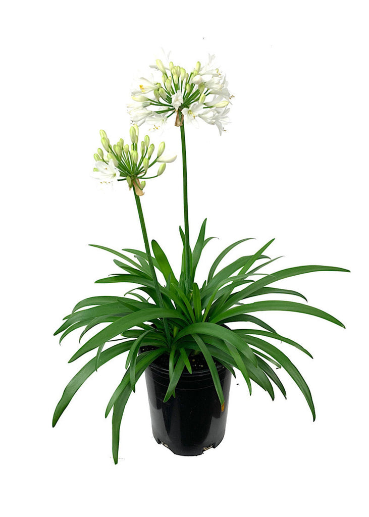 african lily white Agapanthus Africanus Getty White 5 Gallon Lant African Lily Of Nile Li – NNplant