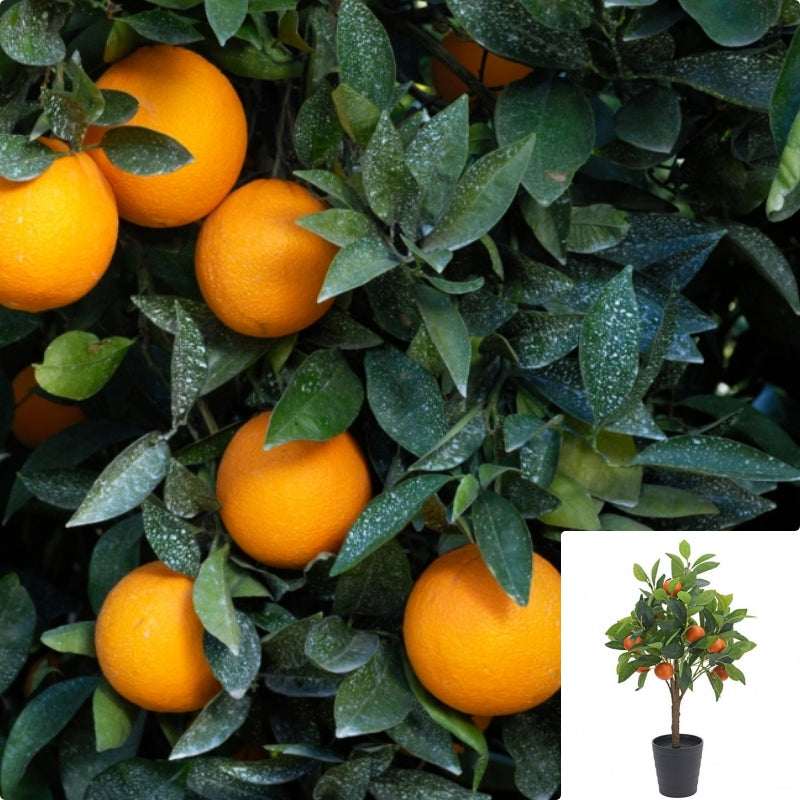 Mandarin Pat Semi Dwarf Gold 5Gallon Plant Golden Nugget Plant Seedles