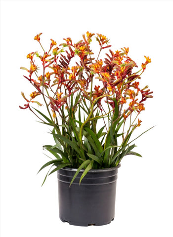 Anigozanthos Tequila Sunrise 5Gallon Plant Gem Kangaroo Paw Red Orange Plant Outdoor Grass Live Plant Gr7