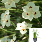 Moraea Bicolor 5Gallon Plant Peacock Flower Plant Evergreen Iris Plant Fortnight Lily Flower Live Plant Gr7