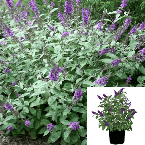 Buddleia Lo Behold 1Gallon Buddleja Lo Behold Blue Chip Plant Blue Chip Butterfly Bush Live Plant Outdoor Gr7