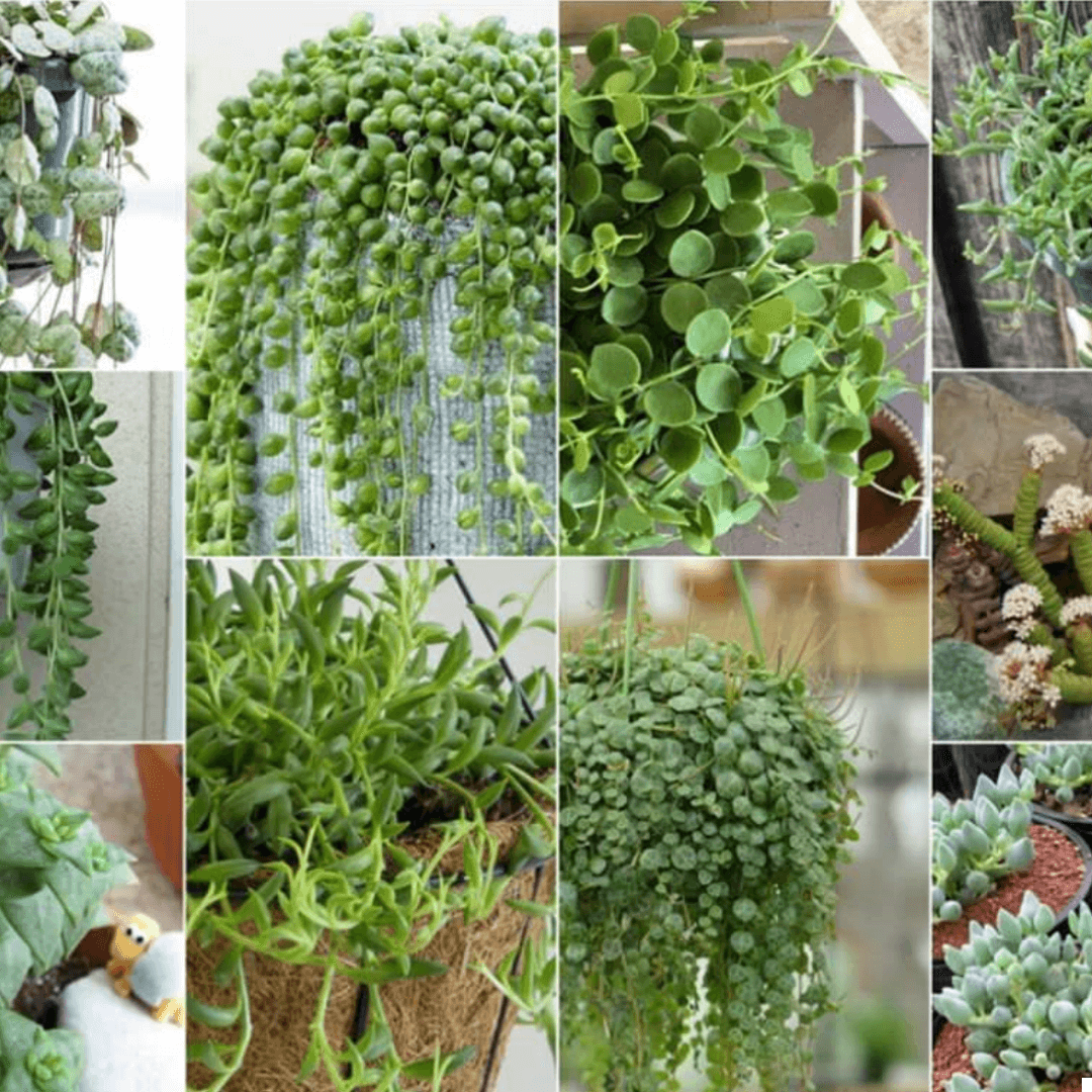 T. Succulent Form × Nizanda T'STROPICALS Succulents-cac – NNplant