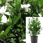 Gardenia Jasminoides August Beauty 5Gallon Gardenia Bush August Beauty 5Gallon White Gardenia White Live Plant Outdoor Ho7Gr7