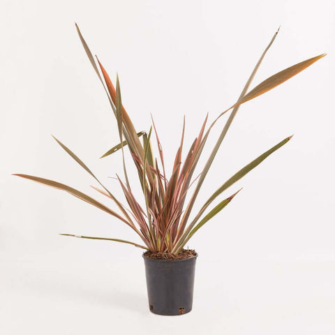 Phormium Rainbow Queen 5 Gallon Queen Pink Tricolour Flax Live Plant Outdoor Fr7