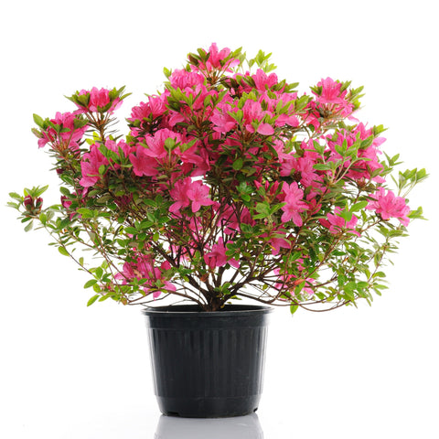 Azalea Mistral 5Gallon Plant Rhododendron Indica Mistral Pink Plant Monrovia Pink Mistral Azalea Plant Outdoor Flower Li