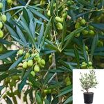 Olea Magnificent Multi 5Gallon Plant European Olive Plant Olive Tree Plant Olea Europaea Wilsonii Tree Live Plant Fr7