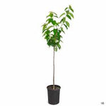 Blackberry Triple Crown 2Gallon Plant Prunus Avium Black Tartarian Purplish Black Plant Outdoor Fruit Tree Live Plant Fr7