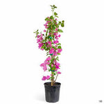 Bougainvillea Miami Pink 5Gallon Plant Bougainvilleas Bougainvillea Miami