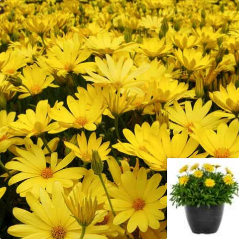 Osteospermum Voltage Gold 1Gallon Plant Spring Daisy Plant African Daisy Plant Osteospermum Flower Live Plant Ho7