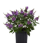 Buddleia Pugster Blue 5Gallon Plant Pugster Blue Butterfly Bush Plant Butterfly Bush Plant Outdoor Shrub Live Plant Gr7