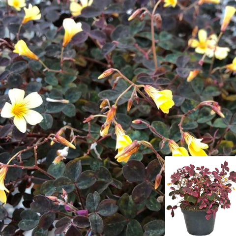 Oxalis Spiralis Vulcanicola 1Quart Plant Volcanic Sorrel Plant Plum Crazy Plant False Shamrock Flower Live Plant Mr7