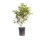 Camellia Silver Waves 5 Gallon Plant Japonica White Outdoor Shrub Live Plant Gr7