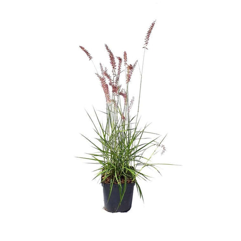 Pennisetum Orientalis 5Gallon Pennisetum Orientalis Red Plant Crimson Fountain Grass 5Gallon Full Live Plant Fr7A
