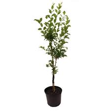 Fruit All In One Almond Plant 5 GallonPlant Almond Plant Prunus Dulcis Plant Outdoor Fruit Tree Live Plant Dw7ht7 Best