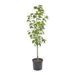 Fruit Nectarine Panamint 7Gallon Plant Prunus Persica Panamint Peach Tree Plant Outdoor Fruit Tree Live Plant Fr7