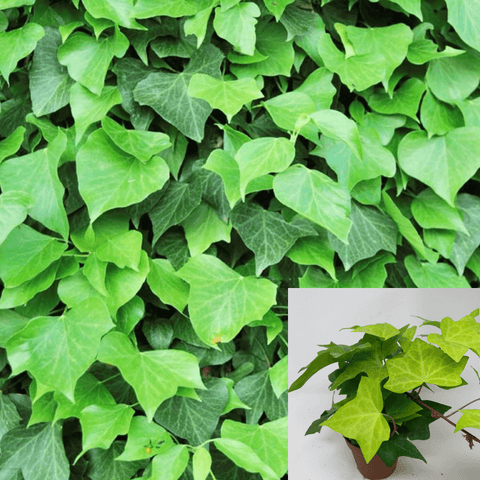 Ivy Algerian Plant 6 Of 2Inches Pot Sixpacks Baltic Ivy Live Plant Ground Covering Ht7 Best